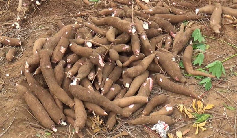மரவள்ளி கிழங்கு விவசாயிகள்